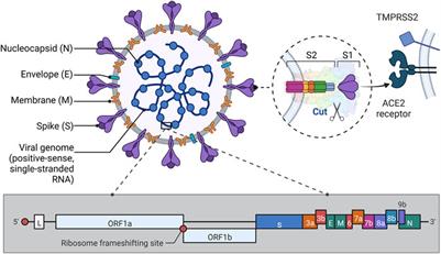 Rapid detection of SARS-CoV-2: The gradual boom of lateral flow immunoassay